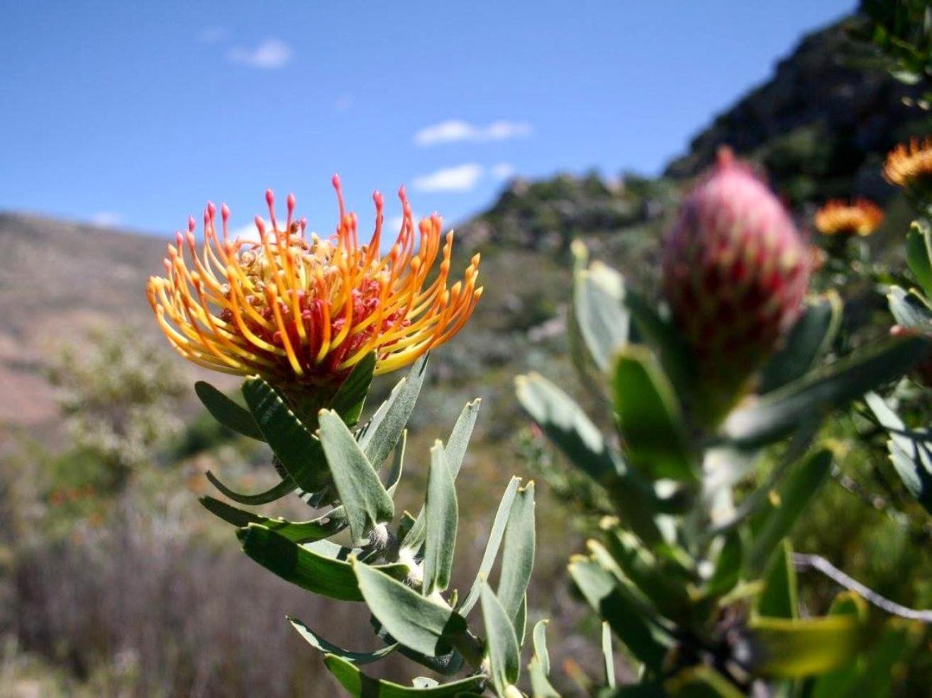 Leopard Valley Eco Retreat Citrusdal Dış mekan fotoğraf